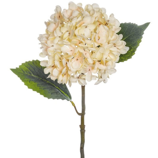 Blume Hortensie elfenbein