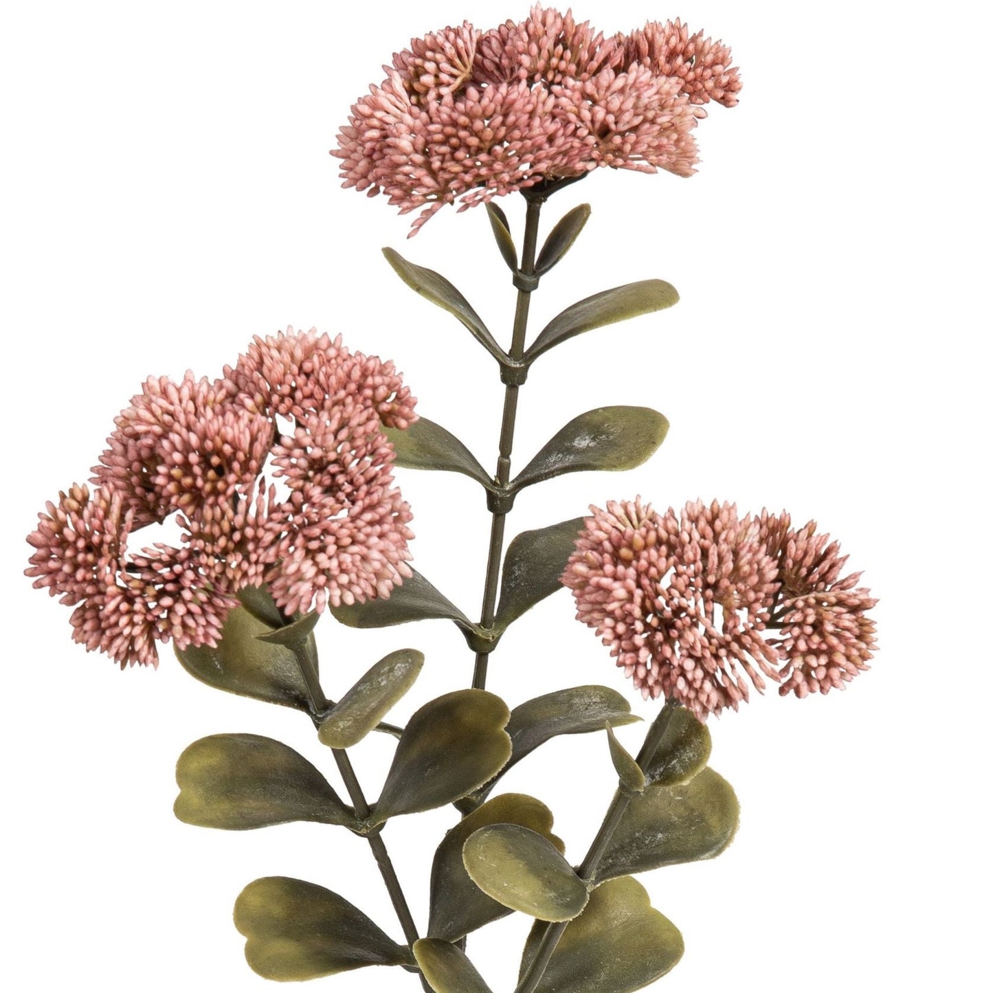 Blume Sedumzweig altrosa