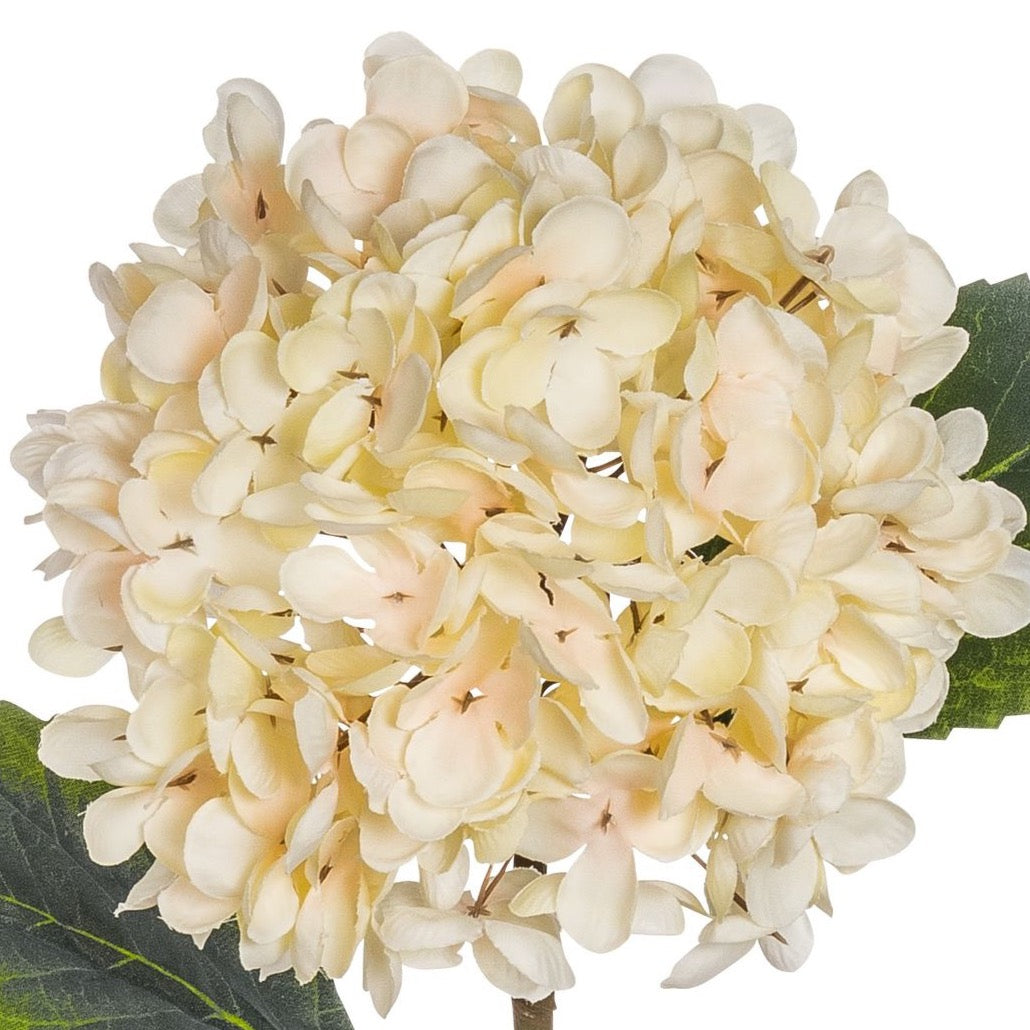 Blume Hortensie elfenbein