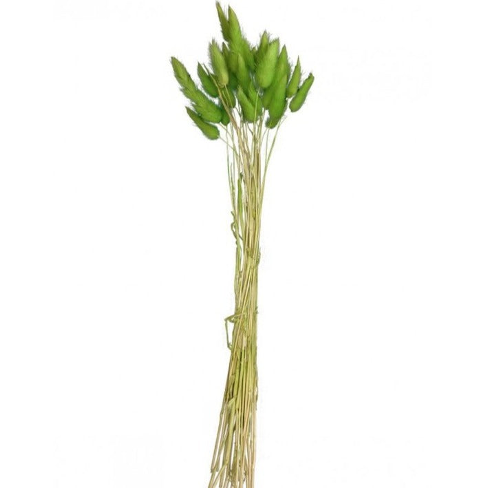 Trockenblumen "Lagarus" grün